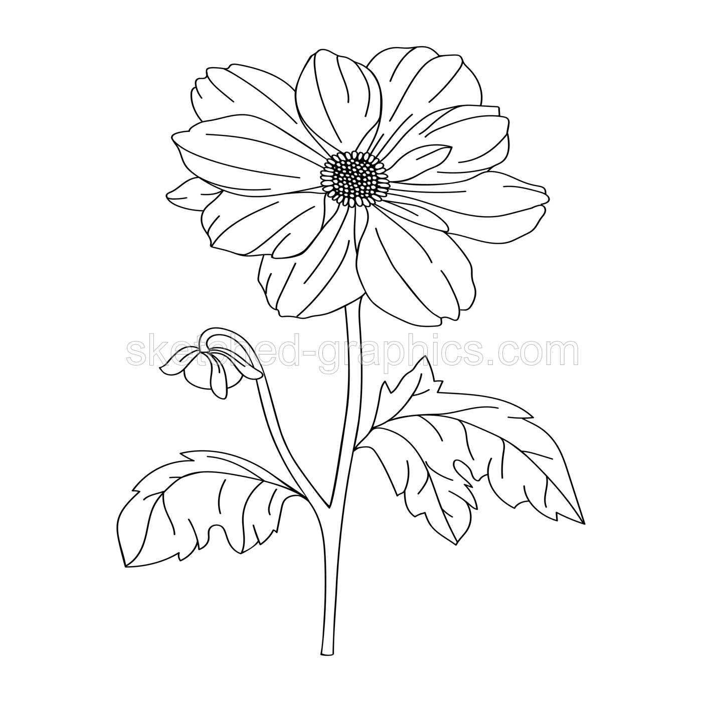 Dahlia flower illustration. Modern botanical drawing for pattern, logo, template, banner, posters, invitation and greeting card design. Black dahlia outline. Summer flower design. Illustration